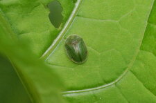 Casside tâchée de rouille