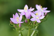 Centaurium sp.
