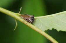 Centrotus cornutus