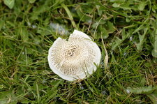 Champignon