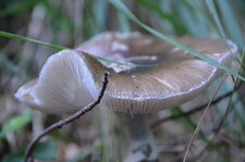 Champignon