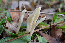 Champignon blanc