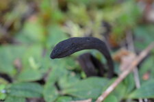 Champignon noir