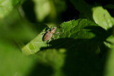 Charançon sp.