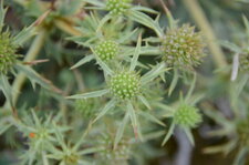 Panicaut champêtre ?
