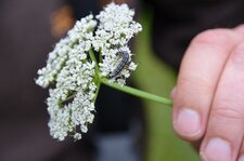Chenille de Depressaria daucella