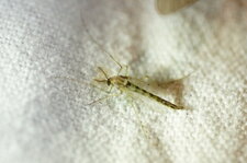 Chironome sp.