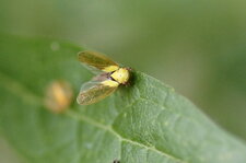 Oncopsis flavicollis - sous réserve