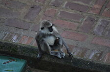 Langur gris