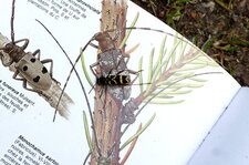 Clytus arietus