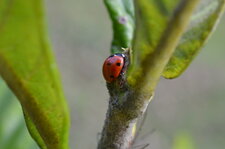 Coccinelle à 7 points