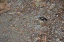 Coléoptère inconnu