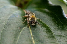 Colletes succinctus - sous réserve