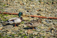 Canard col vert