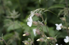 Compagnon blanc