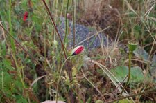 Coquelicot en bouton