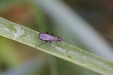 Coremacera marginata