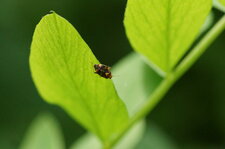 Deraeocoris ruber