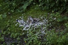 Destin funeste pour ce pigeon