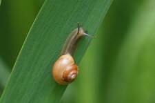 Escargot des haies