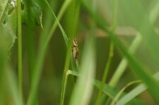 Xysticus cristatus