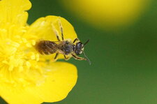 Abeille solitaire