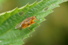 Phaonia sp. ???