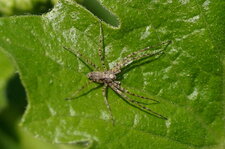 Arachnide inconnue au bataillon