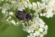 Cétoine sp.