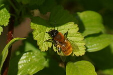 Andrena fulva