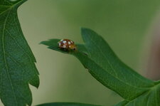Vibidia duodecimguttata