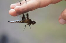 Libellule déprimée