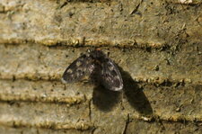 Psychodide sp.