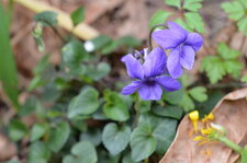 Violette