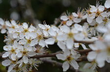 Fleur de prunelier