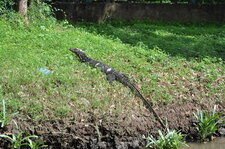 Varan