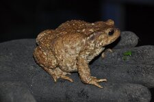 Crapaud commun
