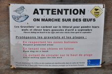 Gravelots