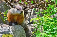 La Marmotte commune