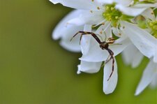 La Misumène cagneuse (5)