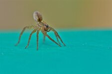 Hogna sp.