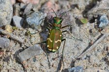 La Cicindèle à marge verte (1)