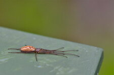 Tetragnatha sp. (1)