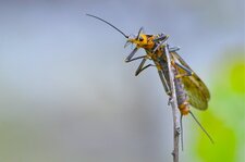 Le grand Plécoptère à ligne dorsale (3)