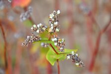 Sarrazin avec fleurs et grains