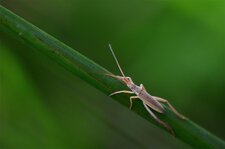 Notostira elongata (2)