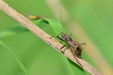 Himacerus apterus