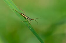 Notostira elongata (1)