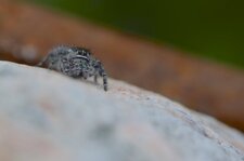 Phidippus purpuratus