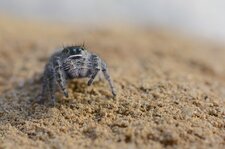 Phidippus purpuratus
